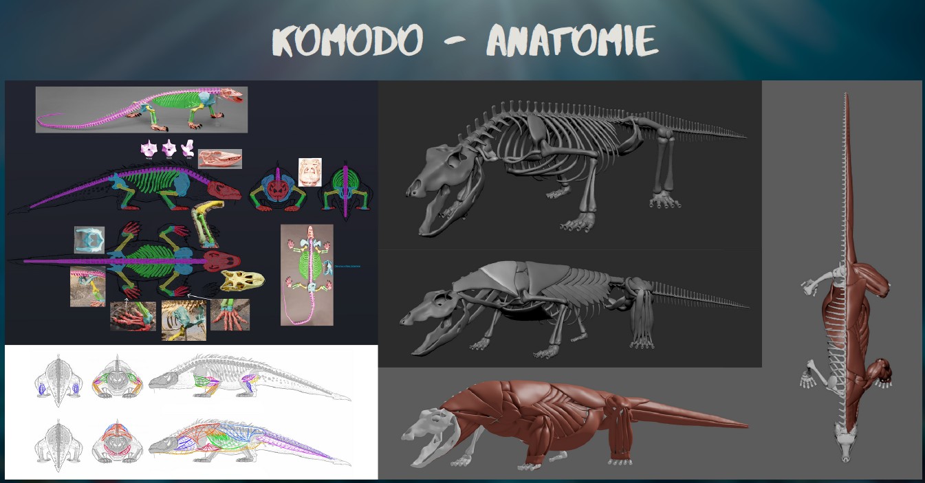komodo anatomie