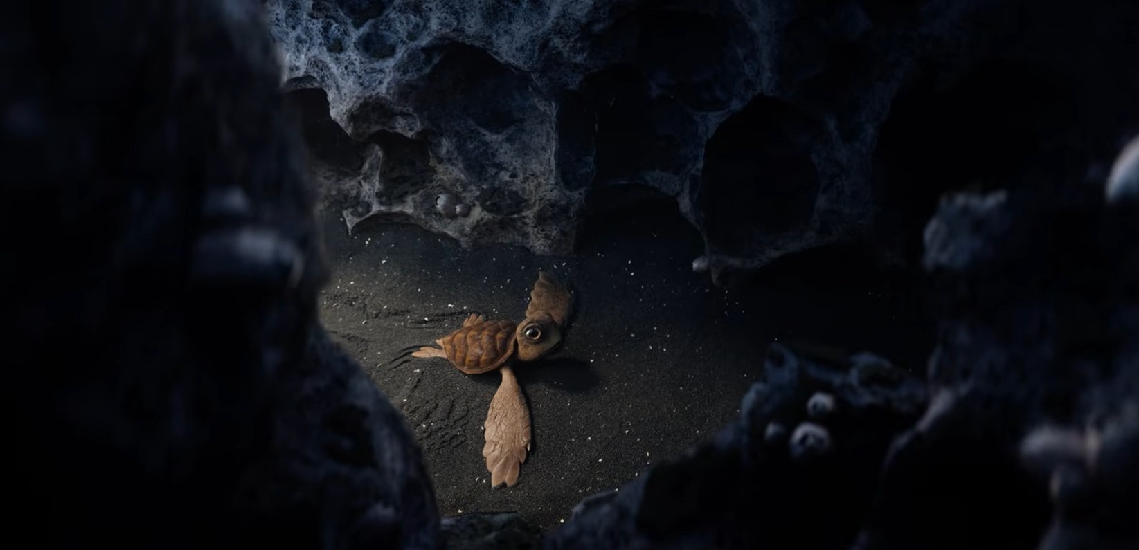 turtle in a hostile environment