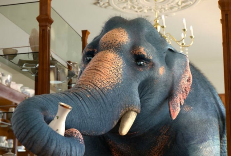 Comme un éléphant sélectionné au Festival du Film d’Animation de Rennes