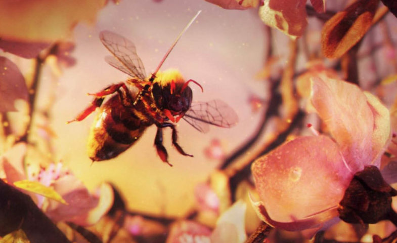 Dessin d'une abeille samouraï par Loïc Lemoine pour le concours Rookie Awards 2019