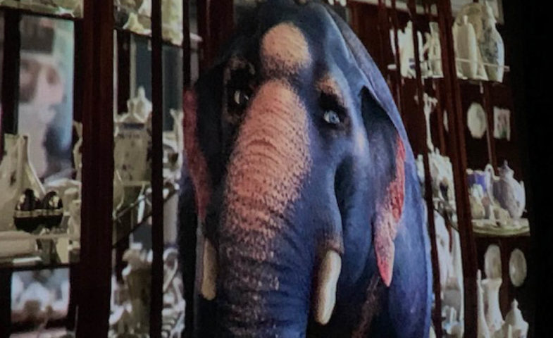 Projection comme un éléphant dans un magasin de porcelaine au sri lanka