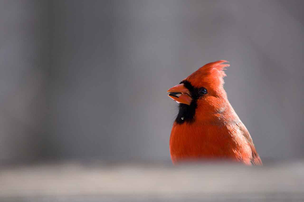 oiseau photo lucie laudrin