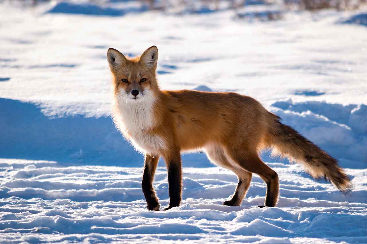renard dans la neige photo lucie laudrin
