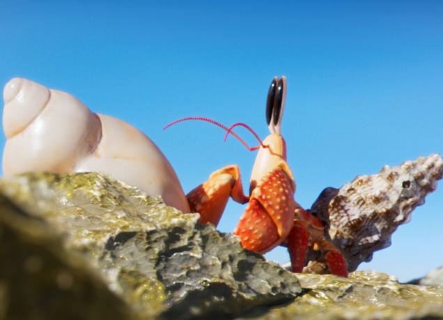 Le film 3D Coquille : Une épopée miniature